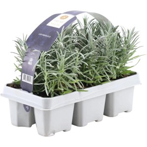 Lavendel "White" 6er-Pack Lavandula angustifolia