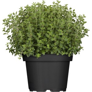 Italienisches Kräuter-Set: Oregano im Topf, Topf-Ø ca. 13cm.