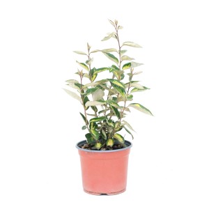GROW by OBI Immergrüne Ölweide Höhe 45 cm Topf 3 L Eleagnus Ebbingai Compacta