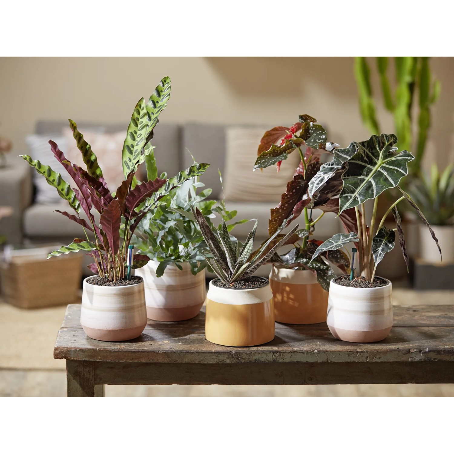 saatgut wildbienen Urban Wildblumen