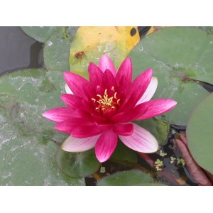 Zwergseerose "Laydekeri Liliaca" Rosa Topf-Ø ca. 11 cm Nymphea