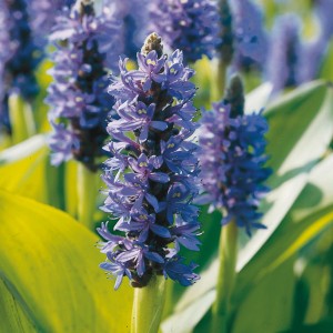 Blühendes Hechtkraut (Pontederia cordata) mit blauen Blütenständen im Topf.