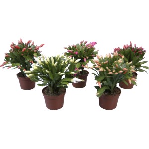 Verschiedenfarbiger Weihnachtskaktus (Schlumbergera) im braunen Topf, Topf-Ø ca. 11,5 cm.