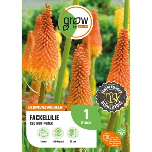 Fackellilie 'Red Hot Poker' von GROW by OBI, orange-gelbe Blütenstände, ca. 80cm hoch.
