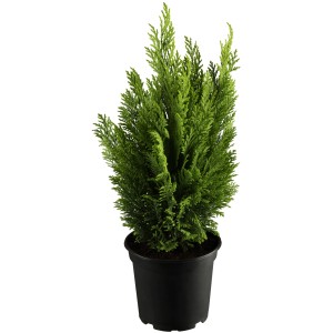 Kegelzypresse 'Ellwood's Empire Gelb' im Topf, ca. 20-30 cm hoch.