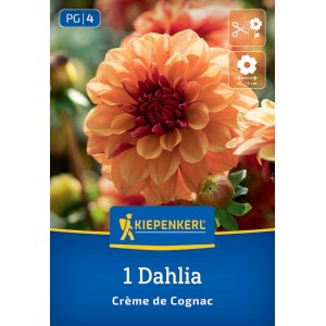 Kiepenkerl Seerosen-Dahlie 'Crème de Cognac' mit rosa-cognacfarbenen Blütenblättern.