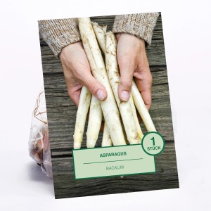 Asparagus Blacklim: Bündel weißer Spargel in Händen, Pflanzkartoffeln für den Garten.