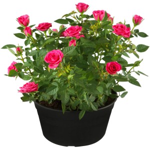 Rosa Beetrose im Topf, ca. 10-20 cm hoch, mit pinkfarbenen Blüten und grünen Blättern.