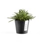 Kleiner, dunkelgrauer Ecopots Pflanztopf Amsterdam Mini (8 cm) mit grüner Pflanze.