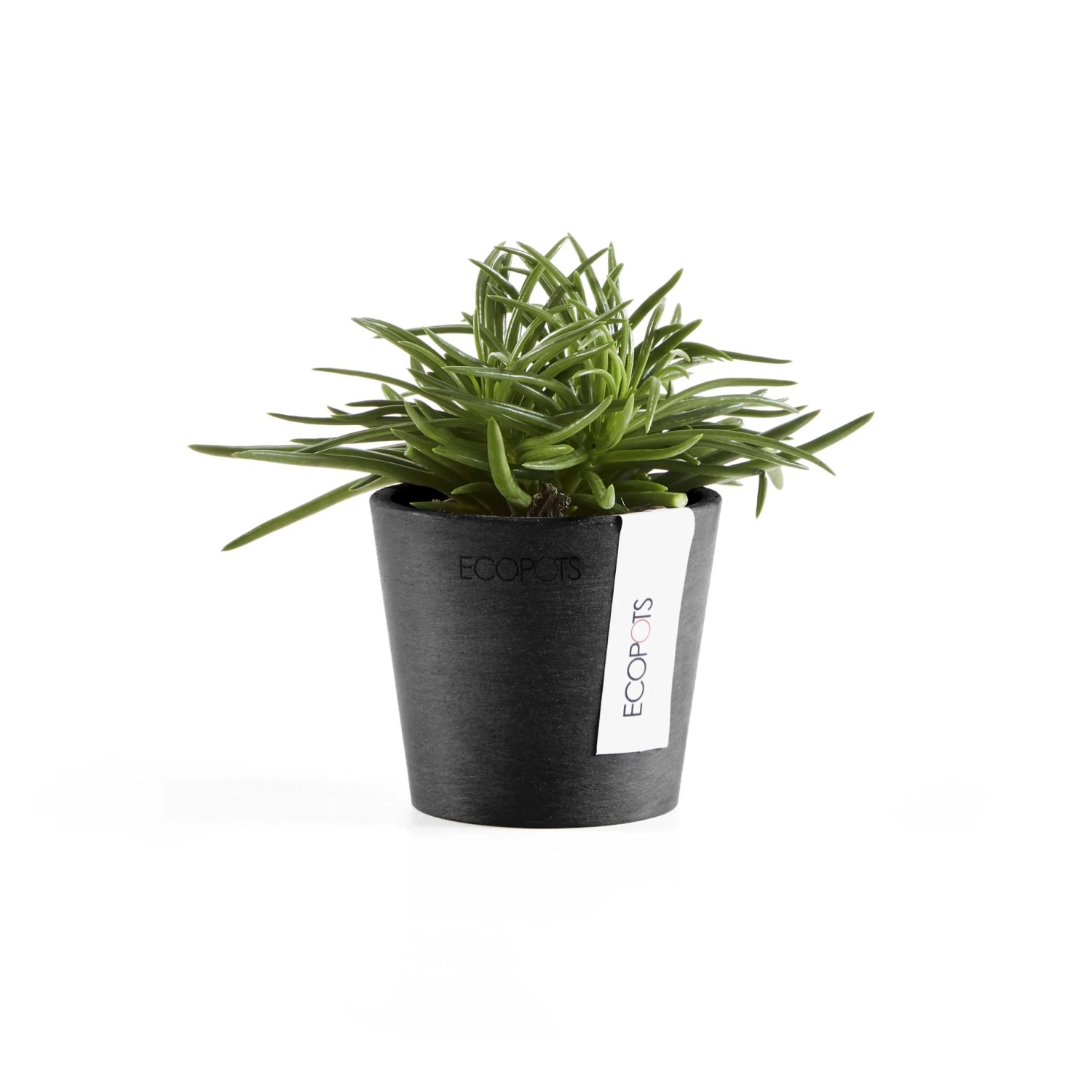 Kleiner, dunkelgrauer Ecopots Pflanztopf Amsterdam Mini (8 cm) mit grüner Pflanze.