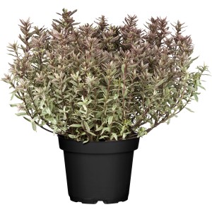 Strauchveronika 'Magicolours' im 1 l Topf, ca. 5-10 cm hoch. Hebe für Steingärten und Kübel.