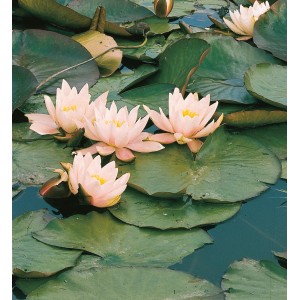Seerose 'Carnea' mit lachsfarbenen Blüten und grünen Blättern im Gartenteich.