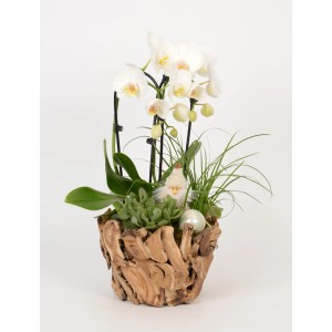 Orchideen-Arrangement im Holz-Gefäß Topf-Ø ca. 22 cm