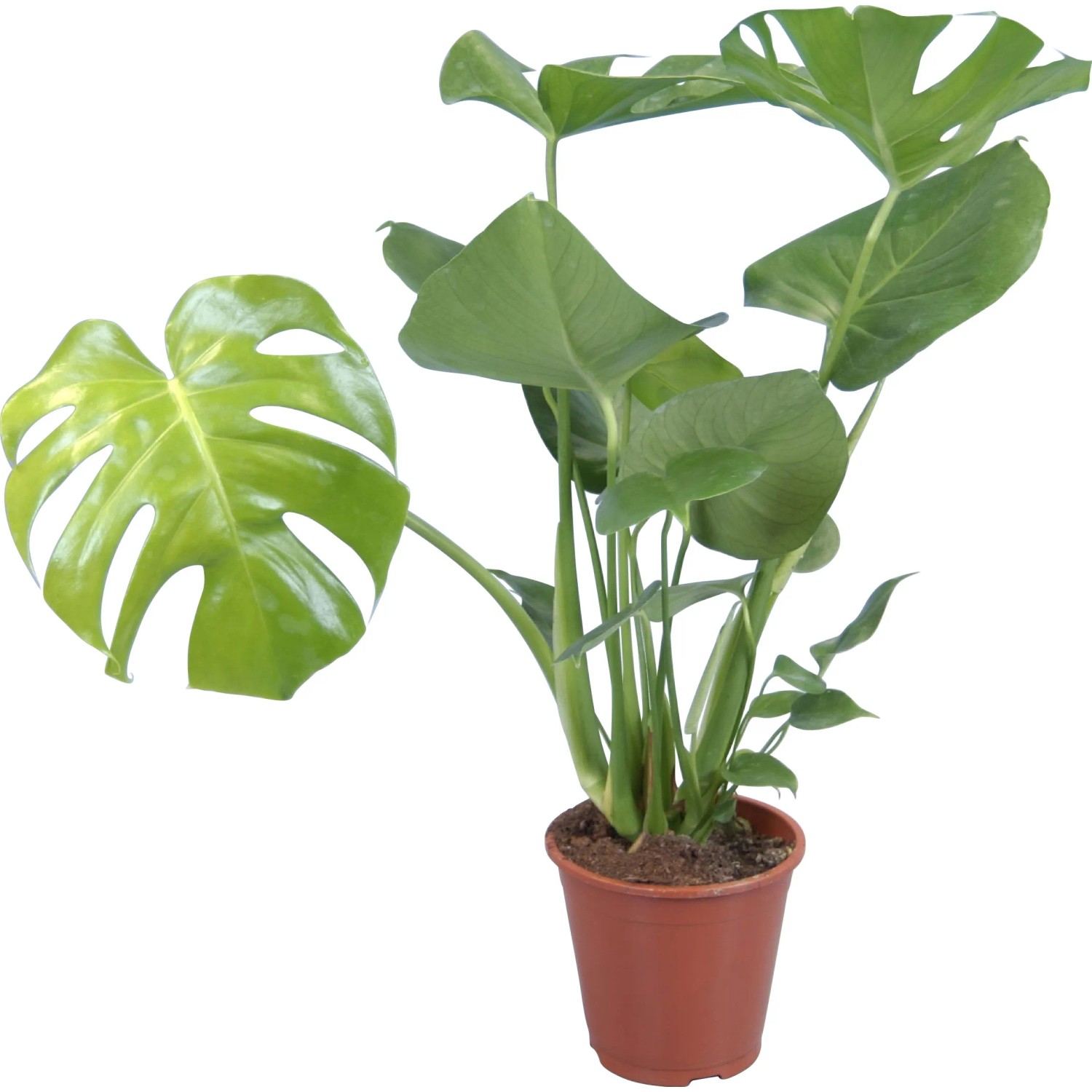 philodendron soil mix PHILODENDRON Soil Mix - Houseplant Growing Medium