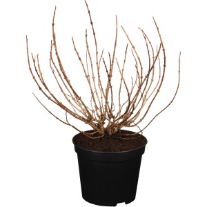 OBI Weigelie Minor Black im Topf, ohne Blätter. Blütengehölz für Garten und Kübel.