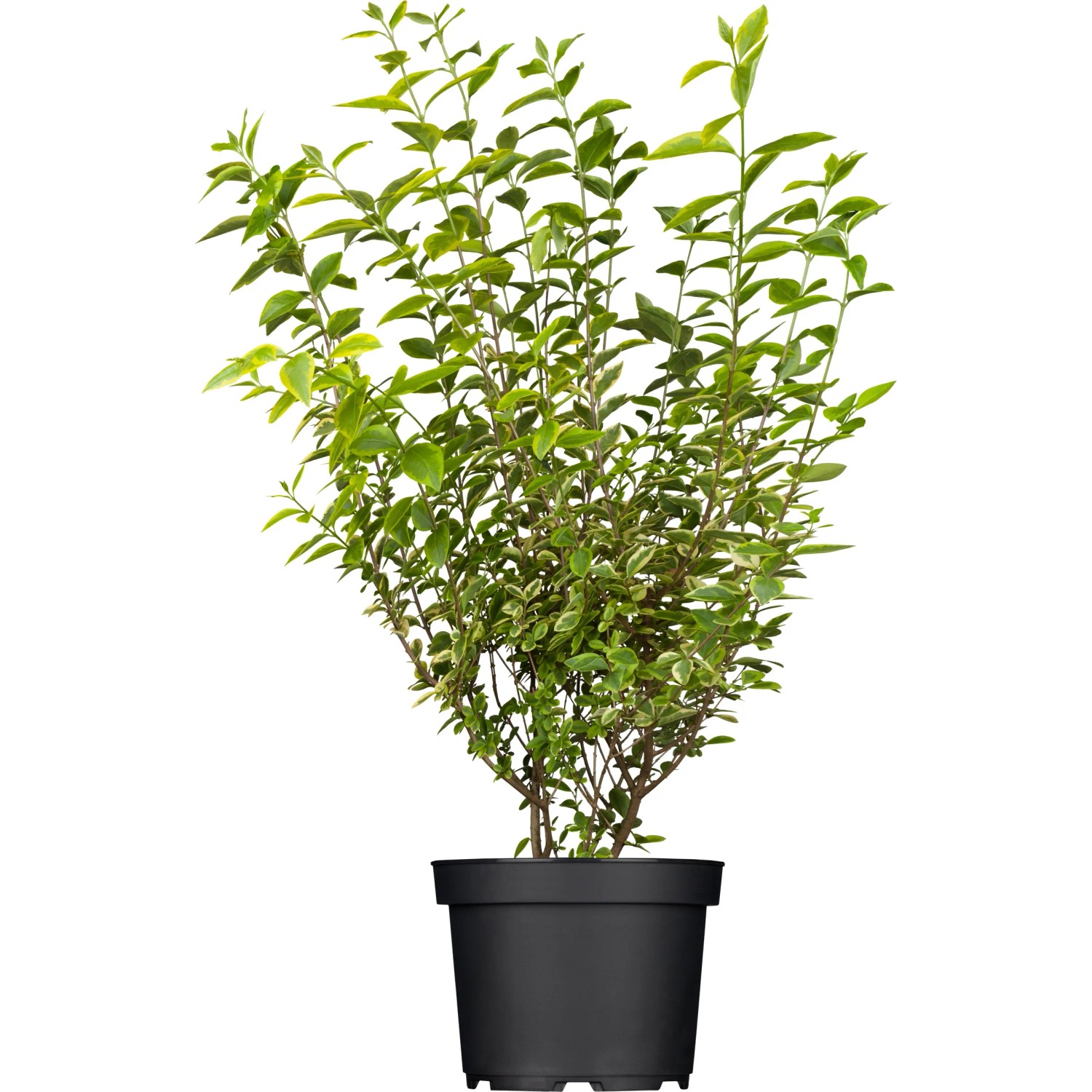 GROW by OBI Gold-Liguster "Aureum" Wei Hhe ca. 40-60 cm Topf ca. 5 l  Ligustrum kaufen bei OBI