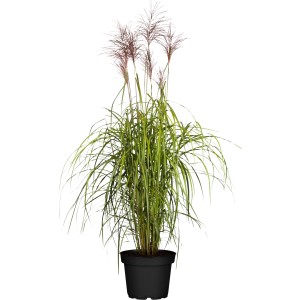 GROW by OBI Chinaschilf Malepartus im 7 l Topf, ca. 100-120 cm hoch.