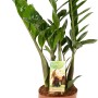 Grüne Glücksfeder (Zamioculcas zamiifolia) im Topf, ca. 65-70 cm hoch. Dekorative Zimmerpflanze von GROW by OBI.