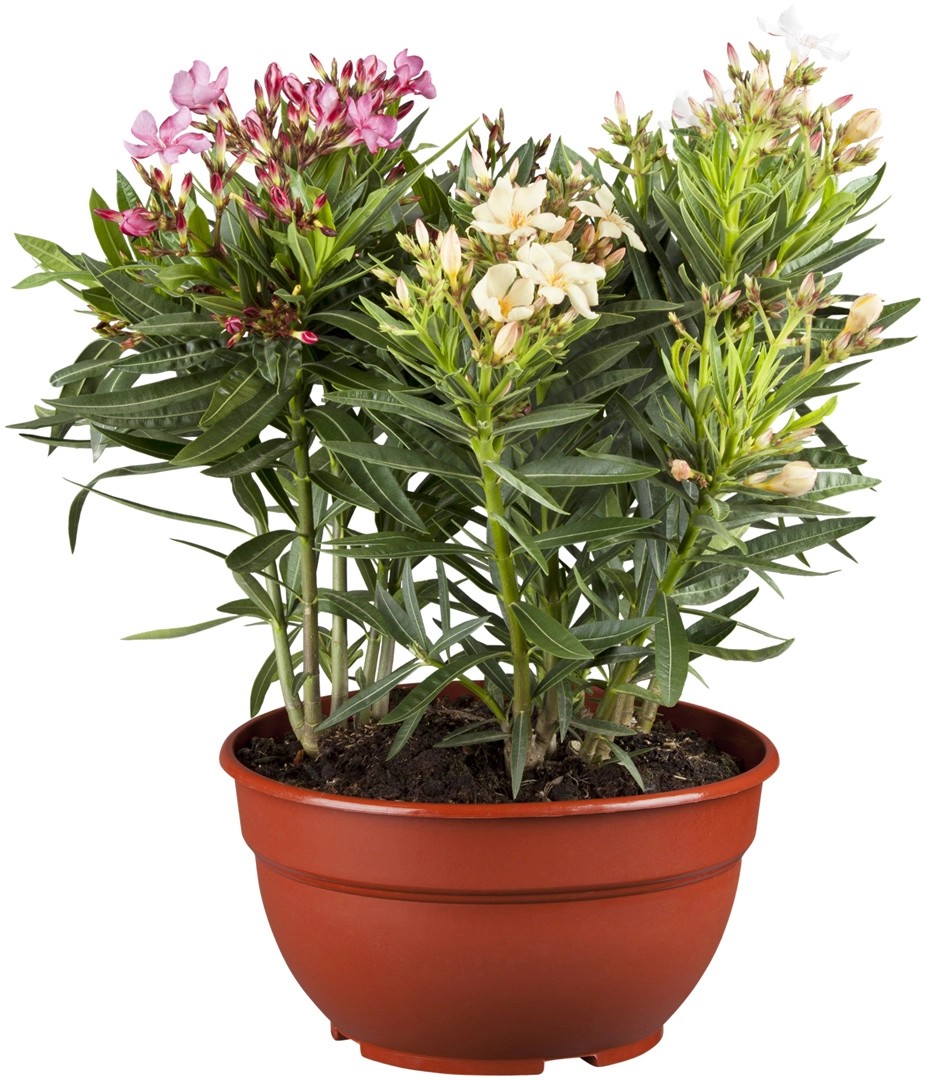 53+ Oleander Blumenerde Obi, Blumenerde bequem von zu hause online