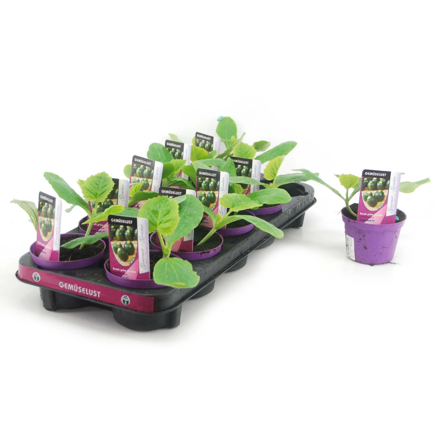 Bio Zucchini Rund Cucurbita pep. Topf- ca. 12 cm kaufen bei OBI