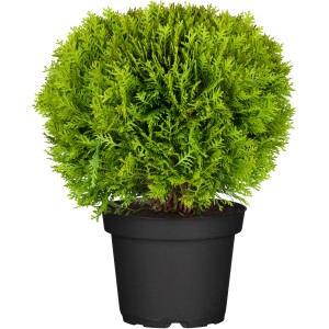 OBI Kugel-Lebensbaum "Danica" Höhe ca. 10 - 20 cm Topf ca. 2 l Thuja