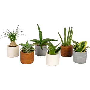 Verschiedene Sukkulenten im Betontopf, Topfgröße ca. 7 cm, für die Bepflanzung von Innenräumen.