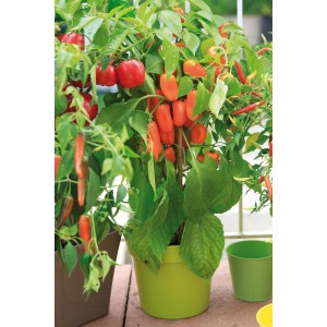 Snack-Paprika Orange im Topf (Ø 9cm). Capsicum annuum mit reifen, orangefarbenen Früchten.