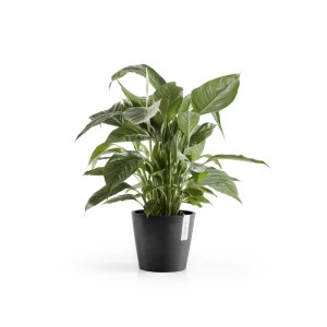 Ecopots Pflanztopf Amsterdam Dunkelgrau 20 cm