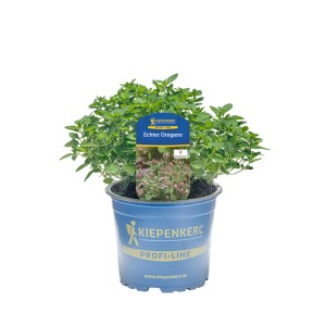 Kiepenkerl Oregano im Topf, ein aromatisches Küchenkraut für sonnige Standorte.