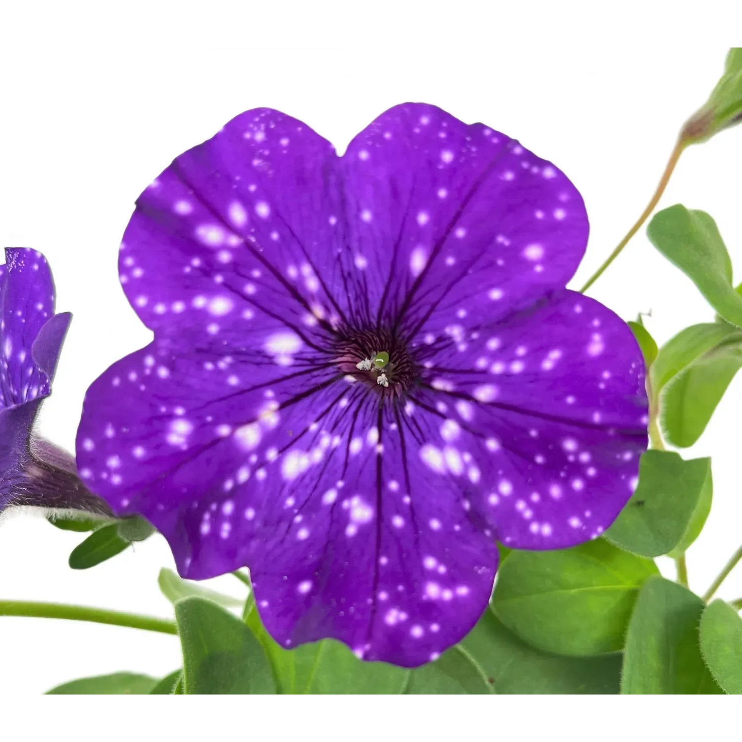 GROW by OBI Petunia Sternenhimmel Petunia-Hybride Topf  12 cm kaufen bei  OBI