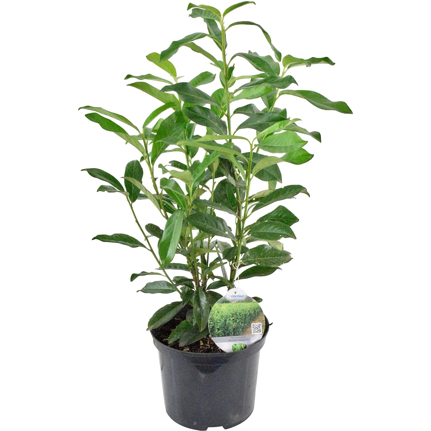 liguster heilpflanze Wintergrüner Liguster (Ligustrum vulgare 'Atrovirens') | 125-150 cm mit  Wurzelballen
