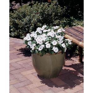 Catharanthe "Hot Spot" im Topf, weiße Blüten mit rotem Punkt, Stehpflanze für sonnigen Standort.