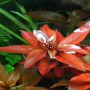 Dennerle Aquariumpflanze Ludwigia Repens Rubin mit roten Blättern im Aquarium.