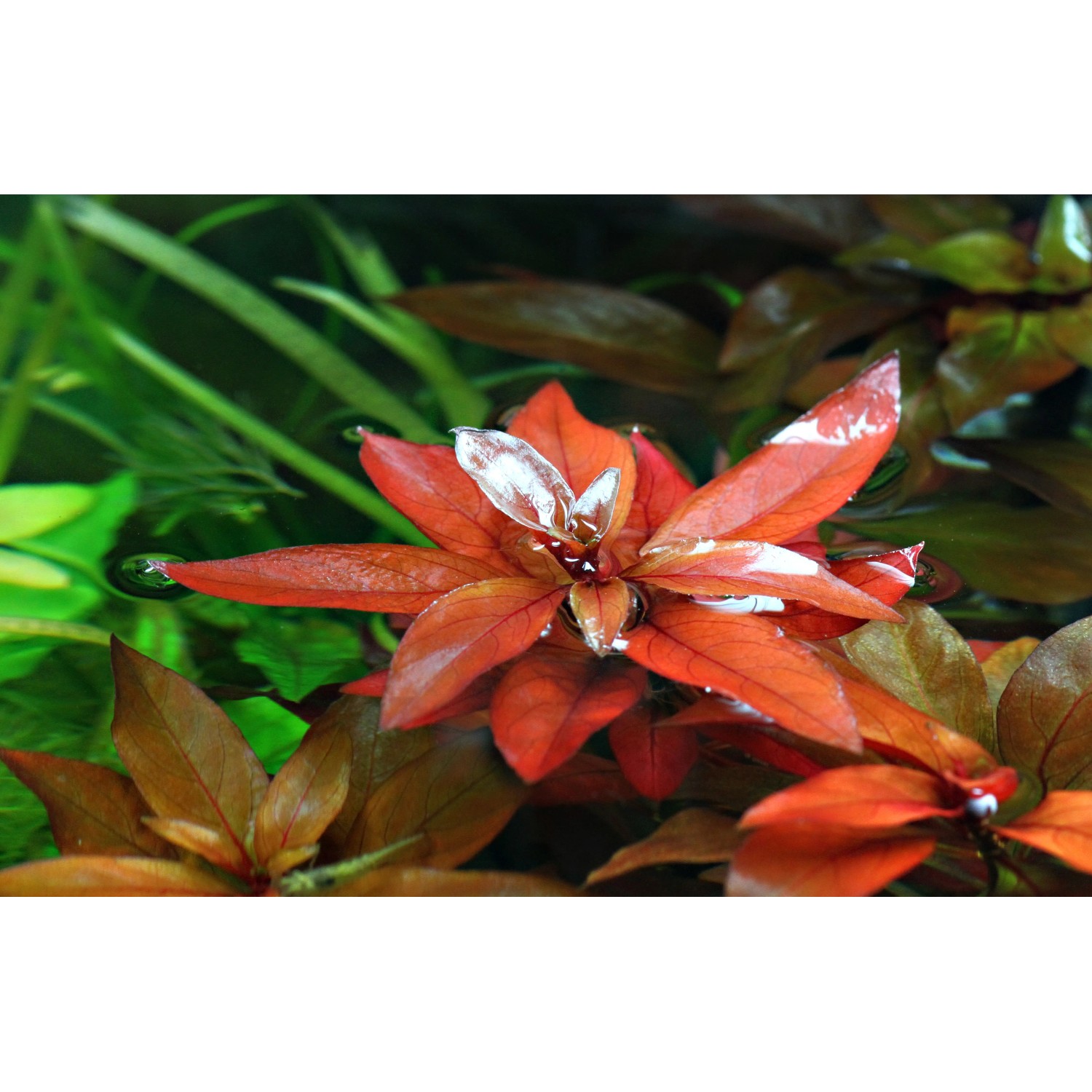 Dennerle Aquariumpflanze Ludwigia Repens Rubin mit roten Blättern im Aquarium.