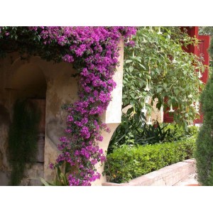 Üppige Drillingsblume (Bougainvillea) mit purpurfarbenen Blüten, rankend an einer Wand.