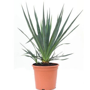 GROW by OBI Palmlilie (Yucca gloriosa) im Topf, ca. 30-40 cm hoch, mit blau-grünen Blättern.