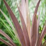 Keulenlilie (Cordyline australis) mit langen, rötlichen Blättern im Topf.