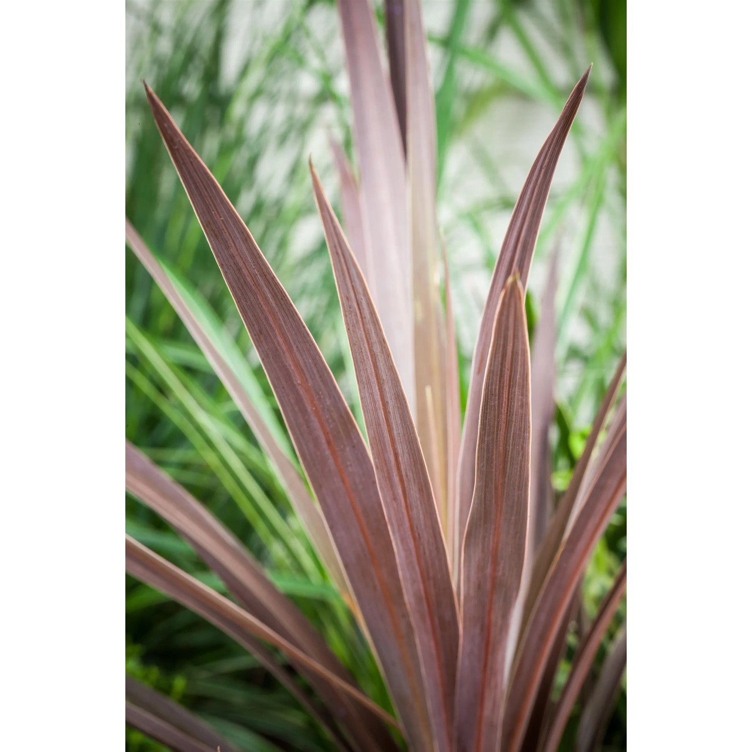 Keulenlilie (Cordyline australis) mit langen, rötlichen Blättern im Topf.