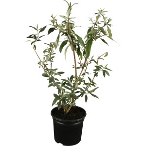 OBI Zwerg-Sommerflieder "Buzz" Violett Höhe ca. 20 - 40 cm Topf ca. 3 l Buddleja