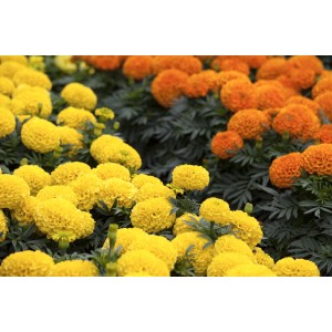 Studentenblumen Farbmix (Tagetes erecta) im Topf mit gelben und orangen Blüten.