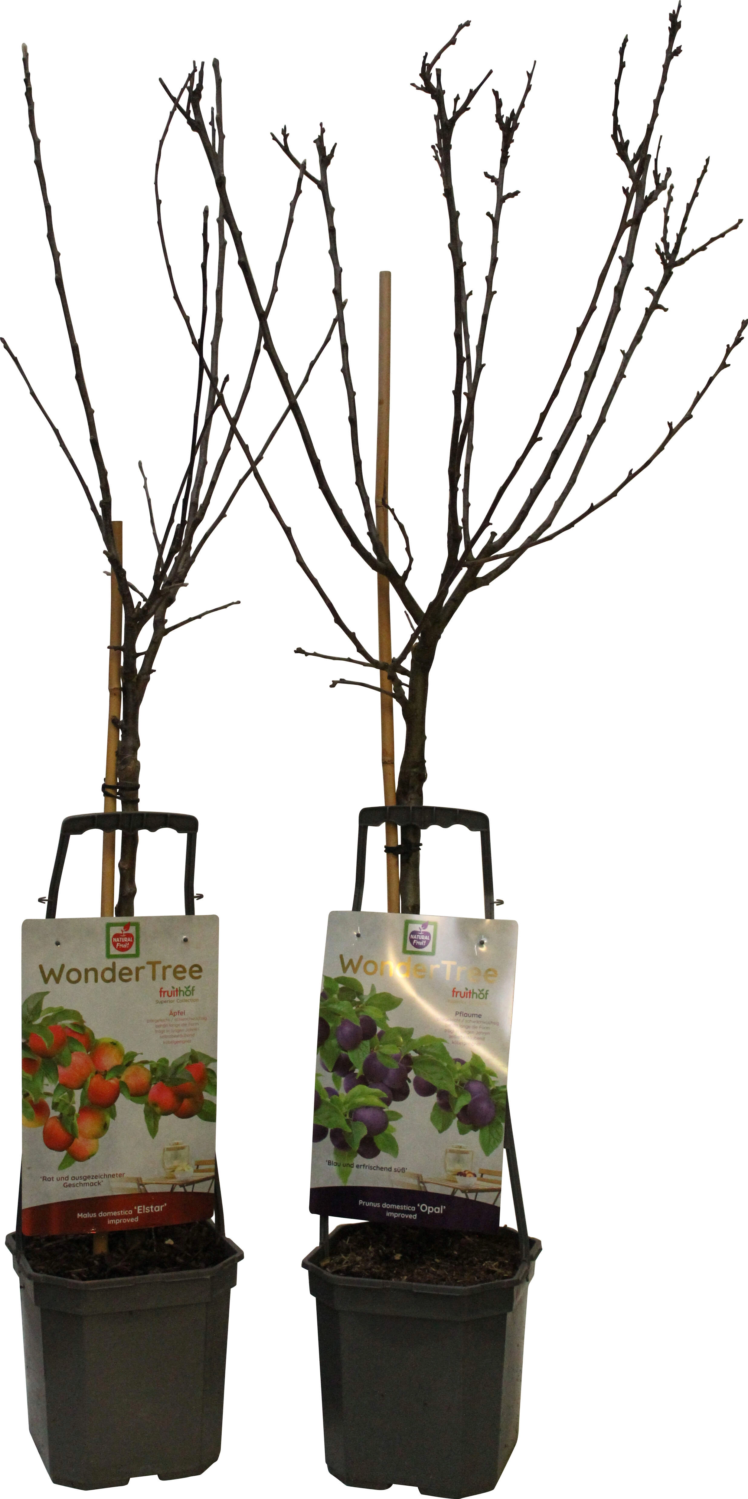 Wonder Tree Höhe ca. 60 80 cm Topf ca. 7,5 l verschiedene Obstbäume