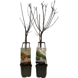 Zwei Wonder Tree Obstbäume (Apfel, Pflaume) im Topf, ca. 60-80 cm hoch.
