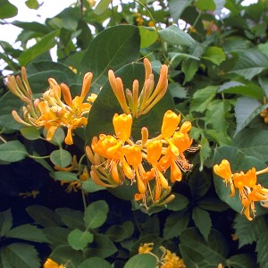 Goldgelbes Geißblatt (Lonicera tellmanniana) mit leuchtenden Blüten und grünen Blättern.