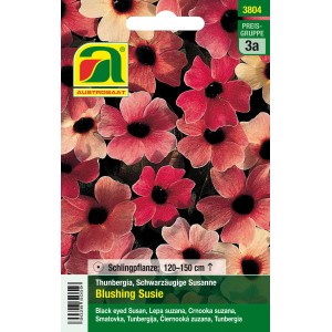 Austrosaat Schwarzäugige Susanne Blushing Susie Blumensamen mit rosa-pinkfarbenen Blüten.