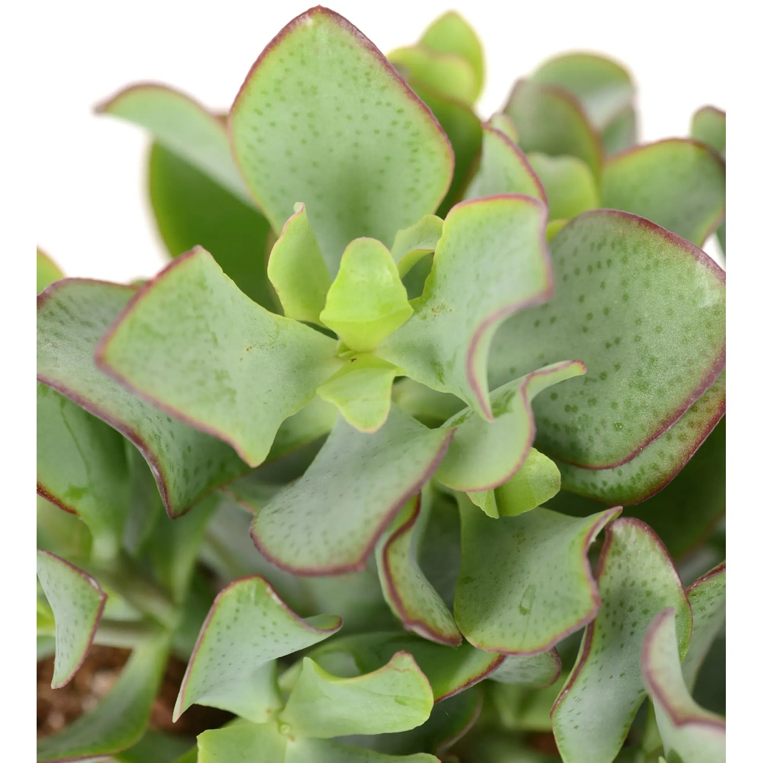 ufopflanze groß Ufopflanze (Pilea peperomioides) kaufen
