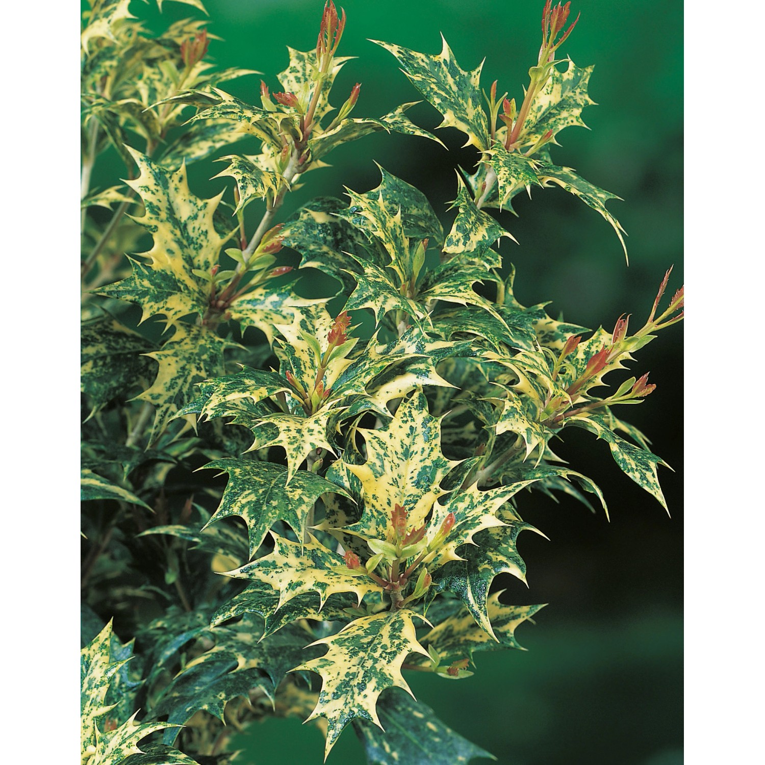 Traubenheide "Curly Red" Höhe ca. 25 cm TopfØ ca. 17 cm Leucothoe