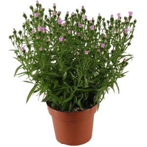 Aster Pretty Pink im Topf, ca. 14 cm. Chrysanthemum mit rosa Blüten.