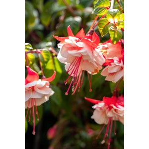 Blühende Fuchsie (Fuchsia Hybriden) mit rot-weißen Blüten, ca. 30 cm hoch.