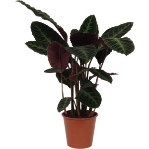 Korbmarante Warcewiczii im Topf, ca. 75-85 cm hoch. Grünpflanze mit auffälliger Blattzeichnung in Grün- und Rottönen.
