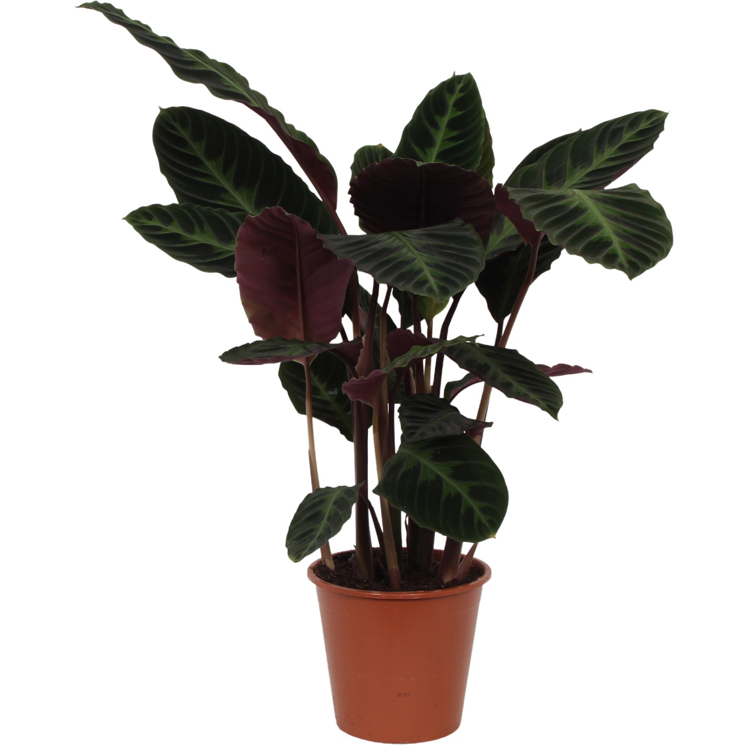 green on green monstera for sale Monstera deliciosa Green Snow variegated TC Plantlet *Preorder* In Vitro (Premium Select) main image 0